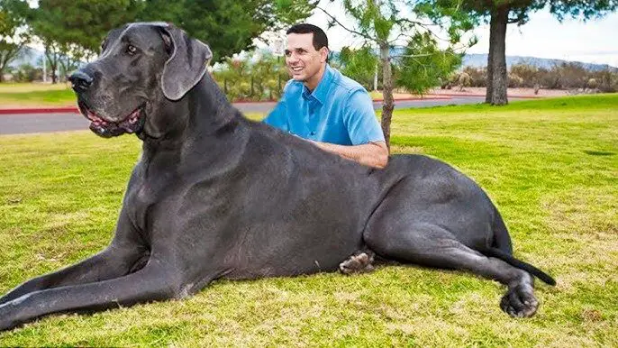 Top 20 Largest Dog Breed In The World