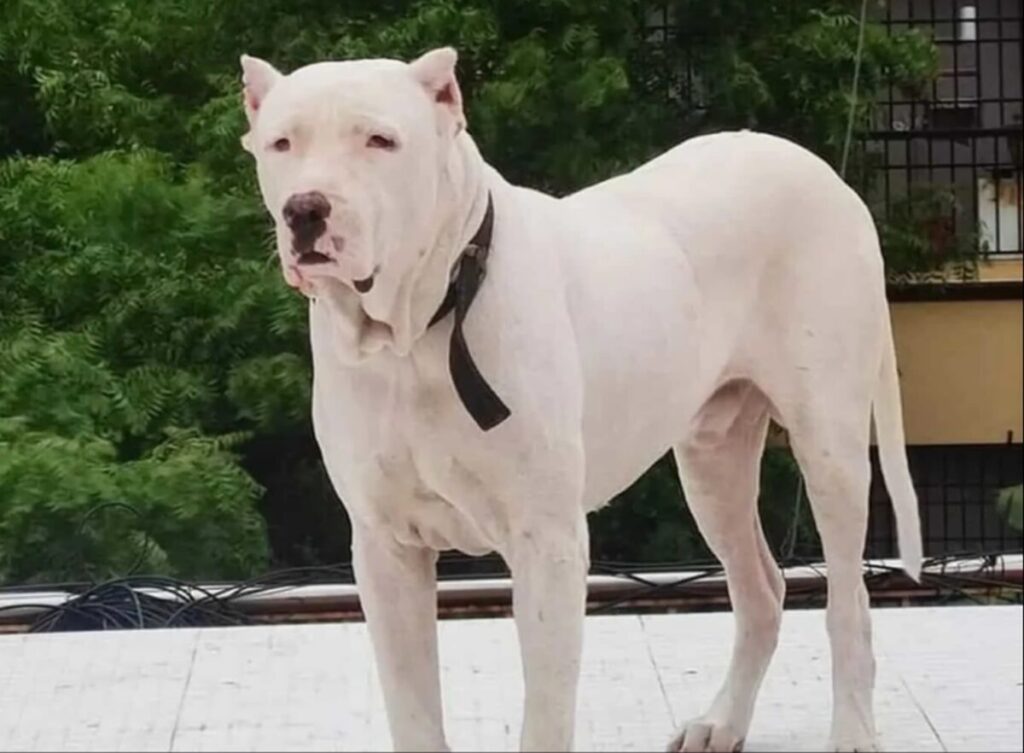 Bully Kutta