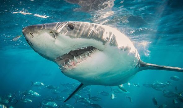 Monster, Great White Shark is biggest shark in the world