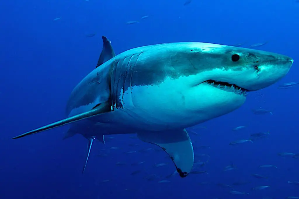 Great White Shark (Queensland, Australia)