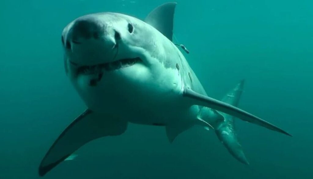 Slash" the Shark (Stewart Island, New Zealand)