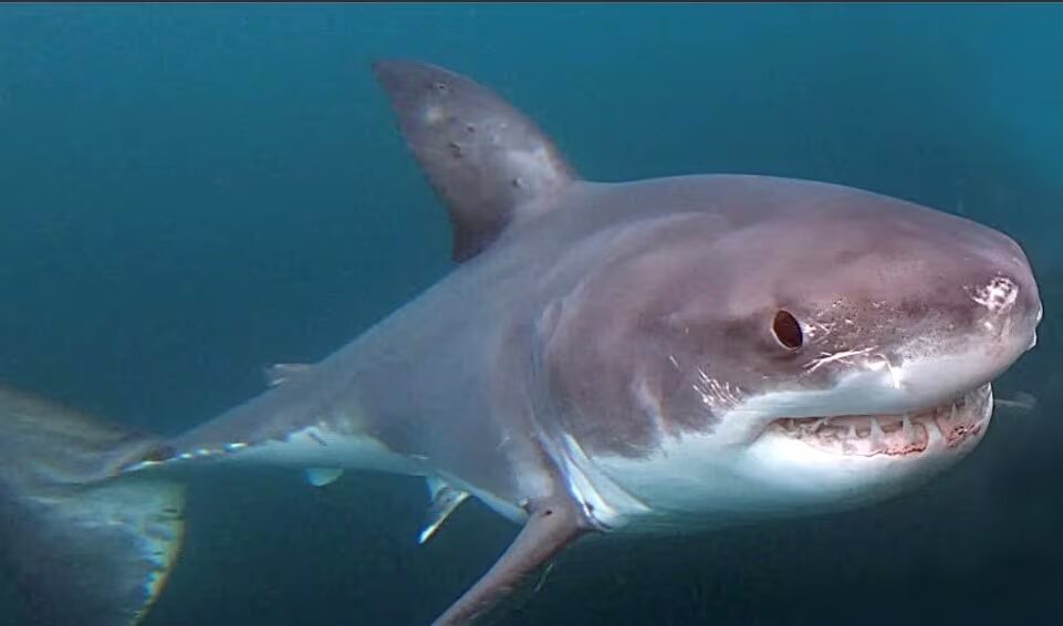 Great White Shark (Prince Edward Island, Canada)