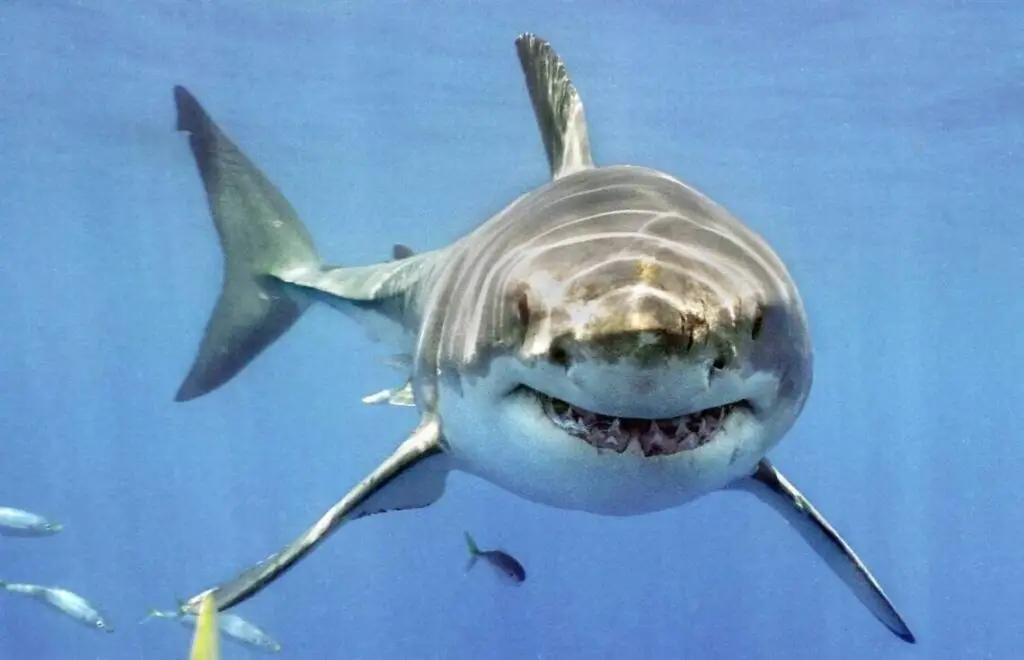 Great White Shark (Sea of Cortez, Mexico)