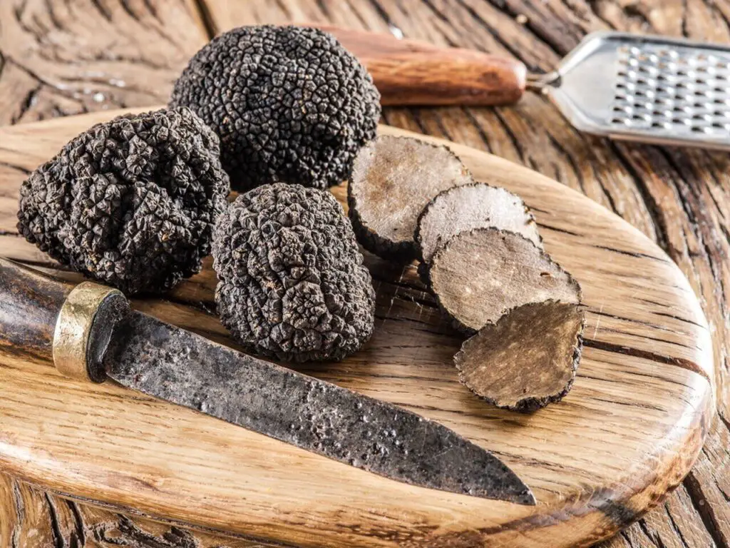 Truffle Mushroom is most expensive mushroom in world