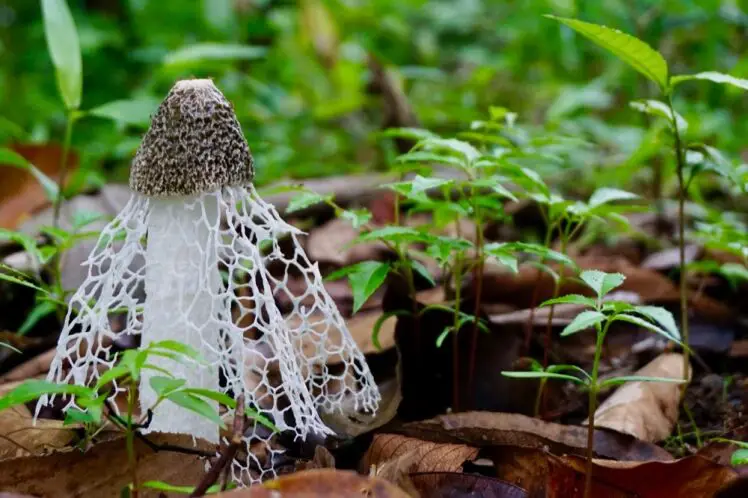 Lady Mushroom