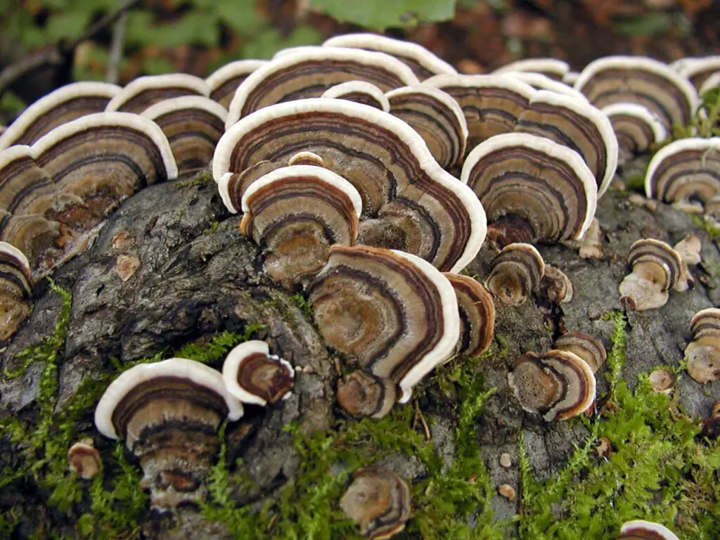 tremedes Versicolor Mushroom