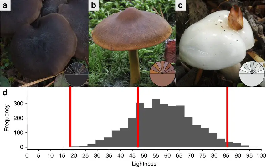 Felonious Lintness Mushroom