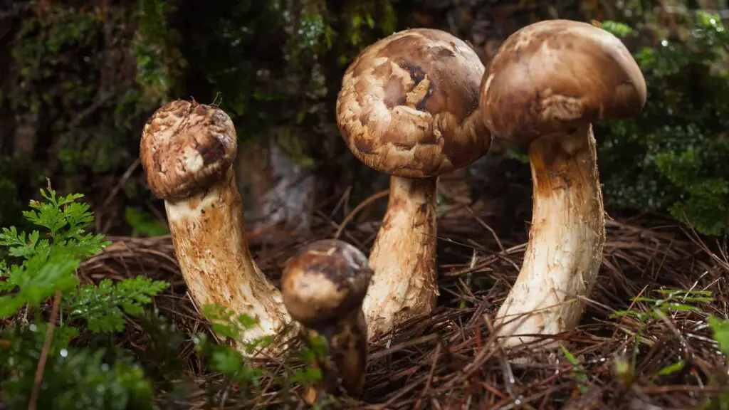 Matsutake Mushroom 